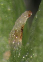 Cardamine eminentia. Leaflet axillary hydathode.
 Image: P.B. Heenan © Landcare Research 2019 CC BY 3.0 NZ